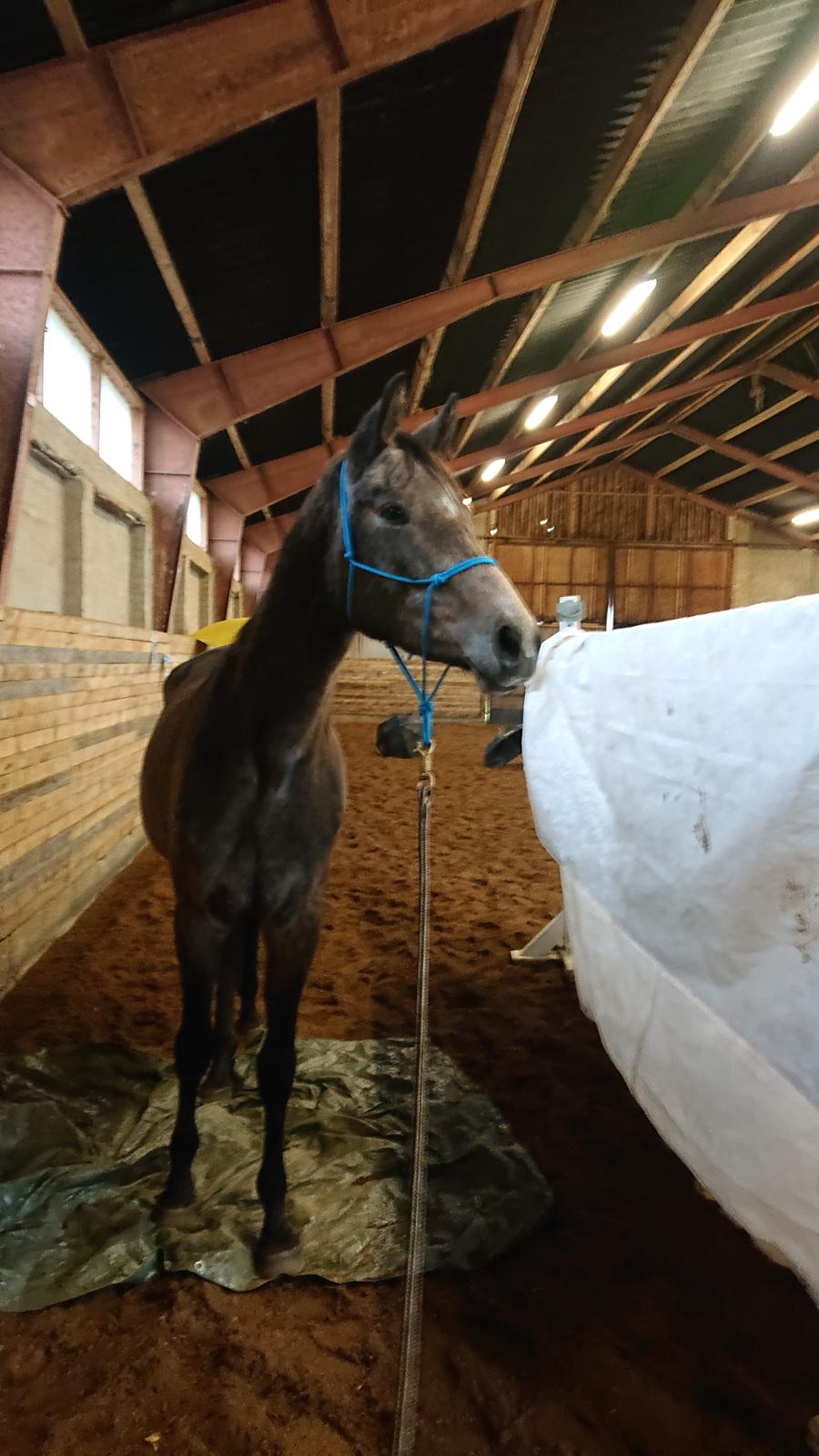 Trakehner Perfect By KMH R:I:P billede 8