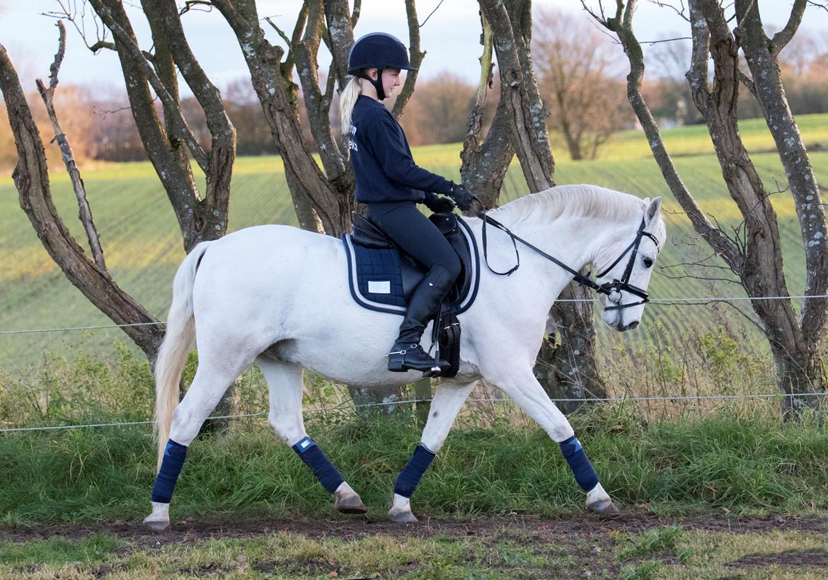 Welsh Pony (sec B) Bakkegaarden's Oliver - Oliver og hans rytter Mai efterår 2019 billede 19