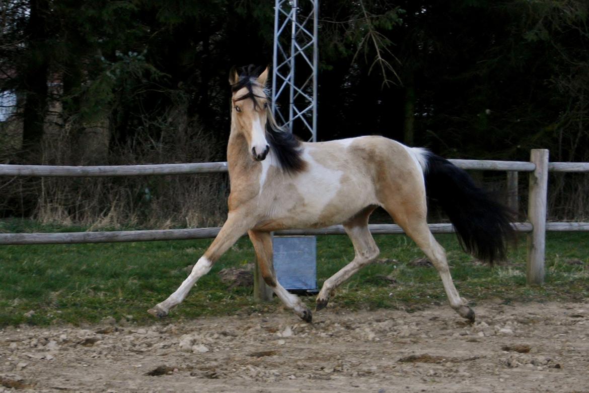 Tennessee Walker | Pride'n'Justice billede 5