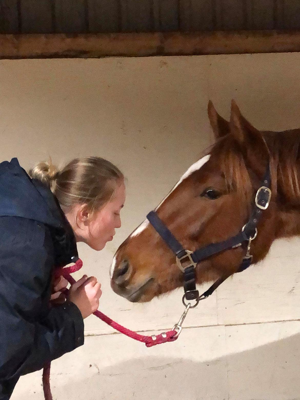 Trakehner Flamme billede 3