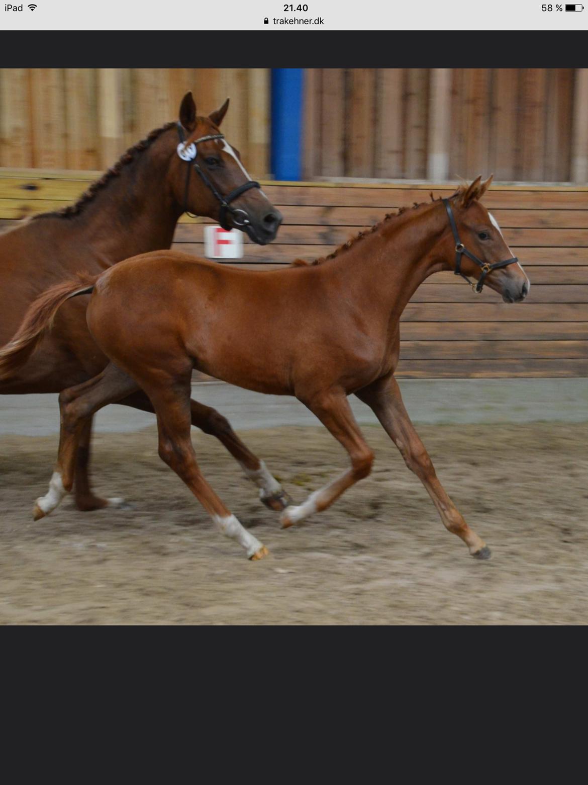 Trakehner Flamme billede 12