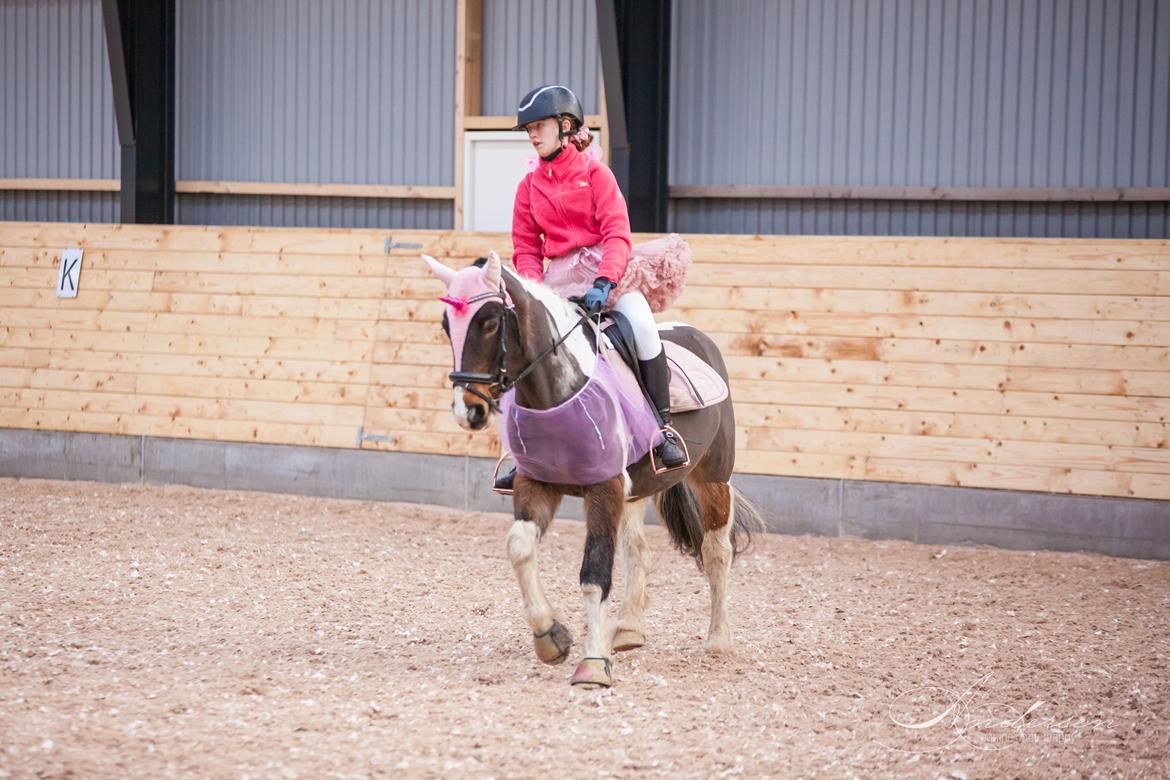 Irish Cob Dancer - Dancer og hendes søde part Alma til deres første dressurstævne hos RIH d. 8. december 2019 billede 8
