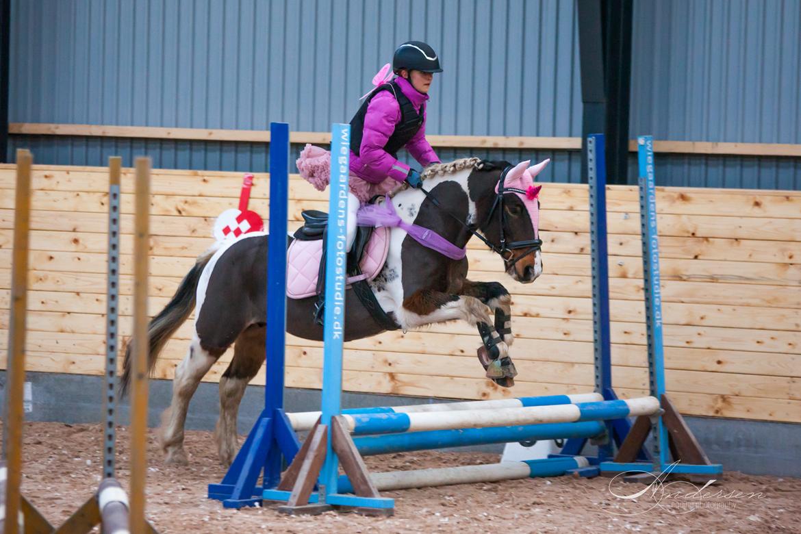 Irish Cob Dancer - Dancer og hendes søde part Alma til deres første springstævne hos RIH d. 7. december 2019 billede 10