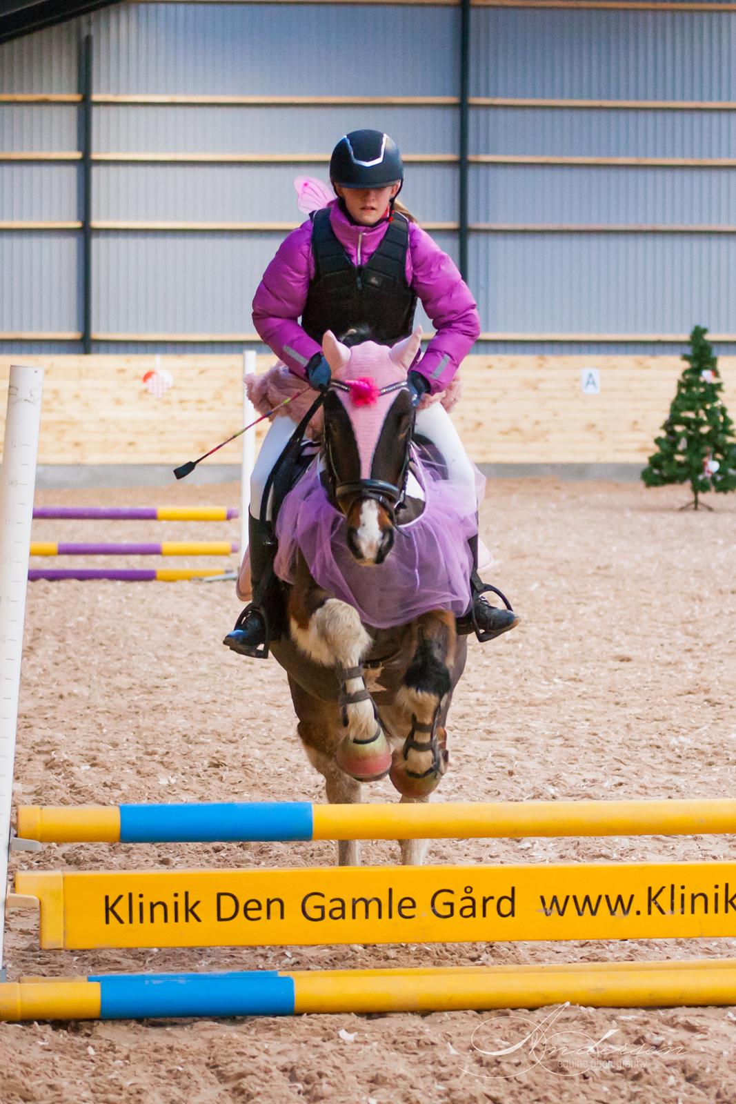 Irish Cob Dancer - Dancer og hendes søde part Alma til deres første springstævne hos RIH d. 7. december 2019 billede 11