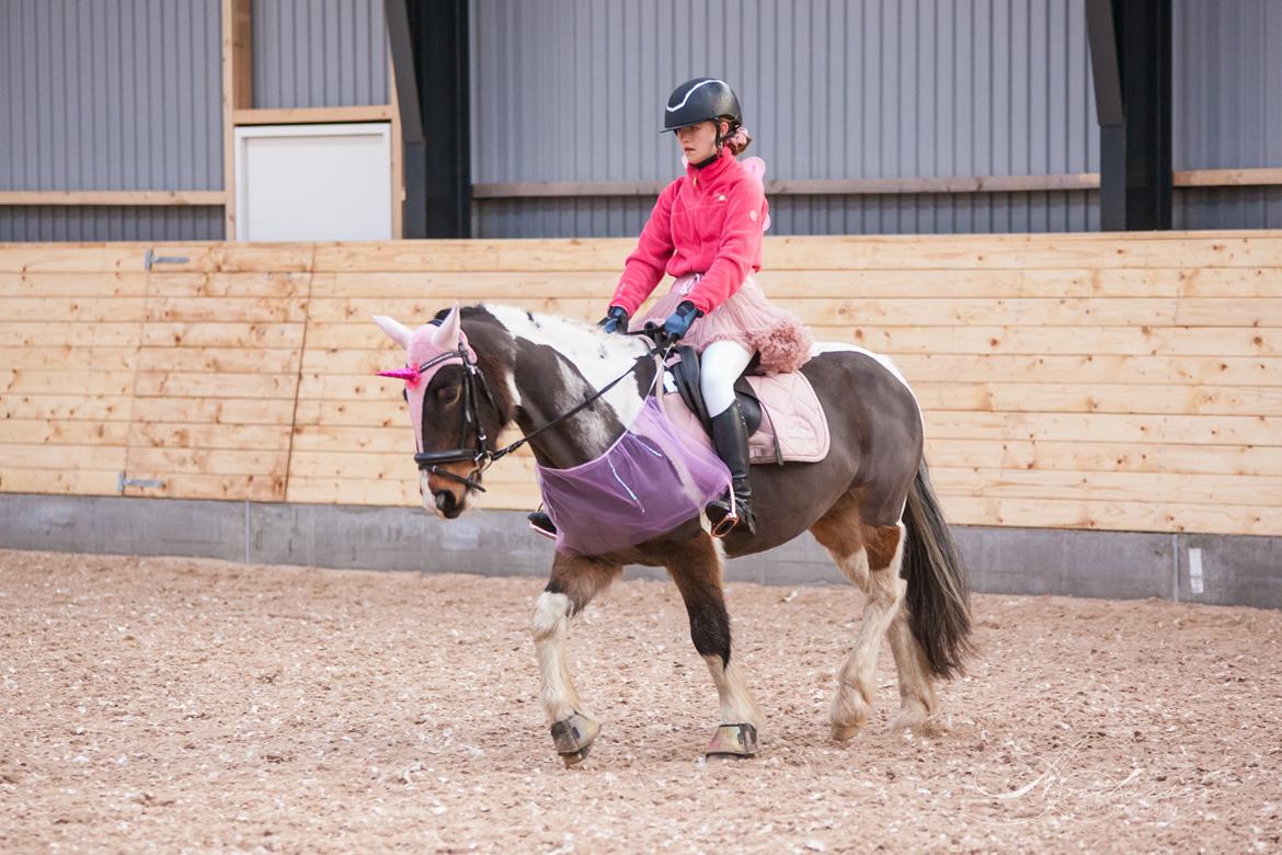 Irish Cob Dancer - Dancer og hendes søde part Alma til deres første dressurstævne hos RIH d. 8. december 2019 billede 9