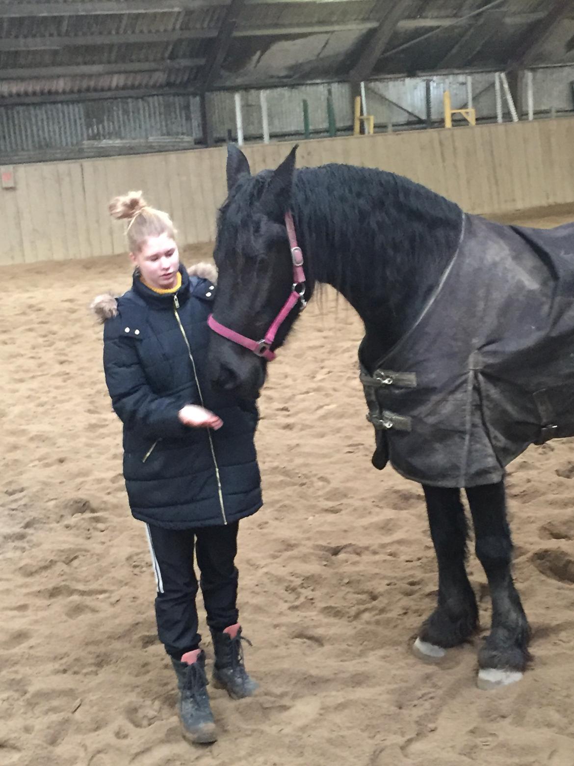 Frieser Cicci af sortemosegaard billede 2