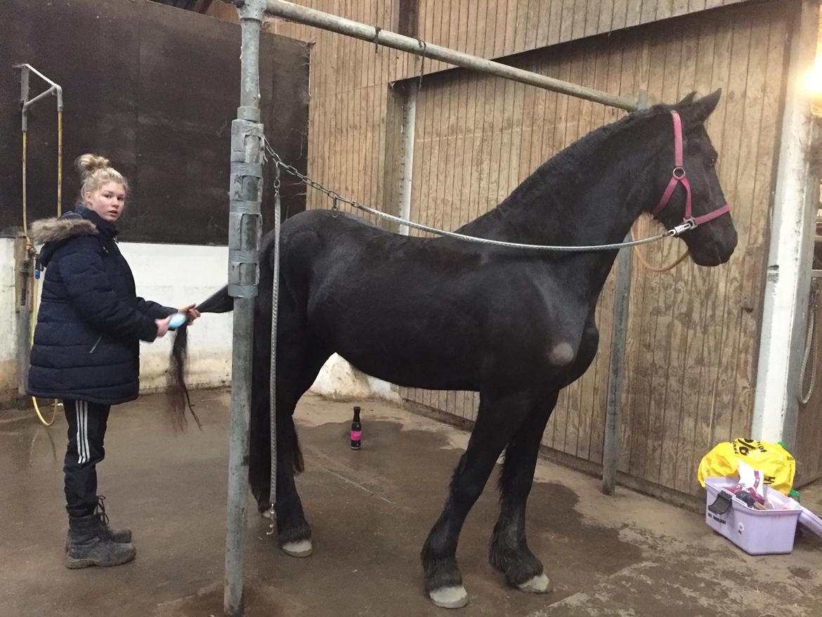 Frieser Cicci af sortemosegaard billede 10