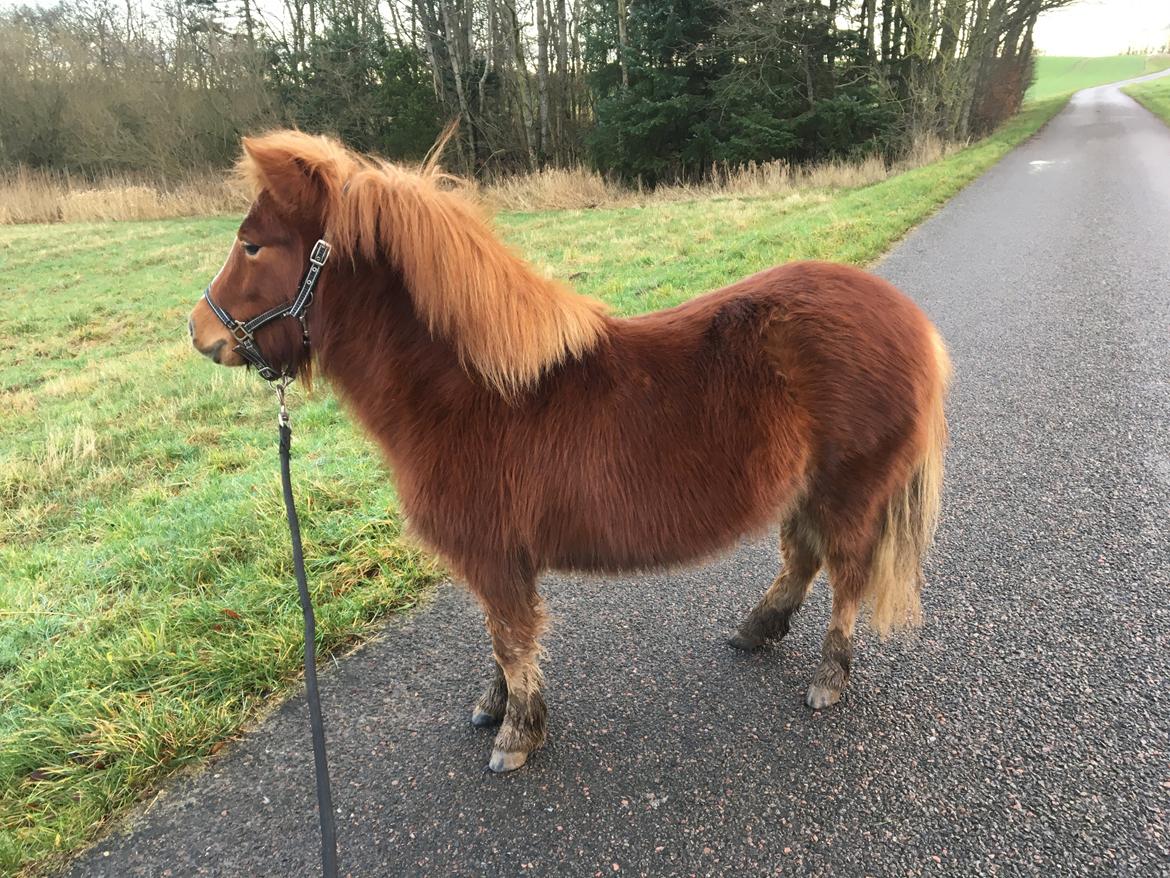 Anden særlig race Tinka - December 2019 billede 4