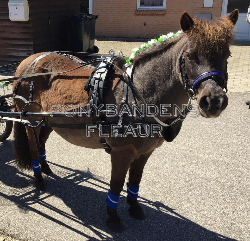 Anden særlig race Fleaur (Rip 10 Juni 2021) billede 15