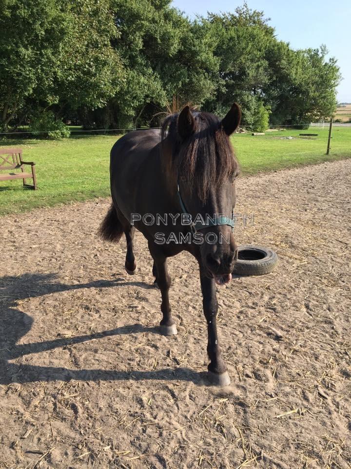 Anden særlig race Samson ( Rip 10 maj 2022 ) billede 3