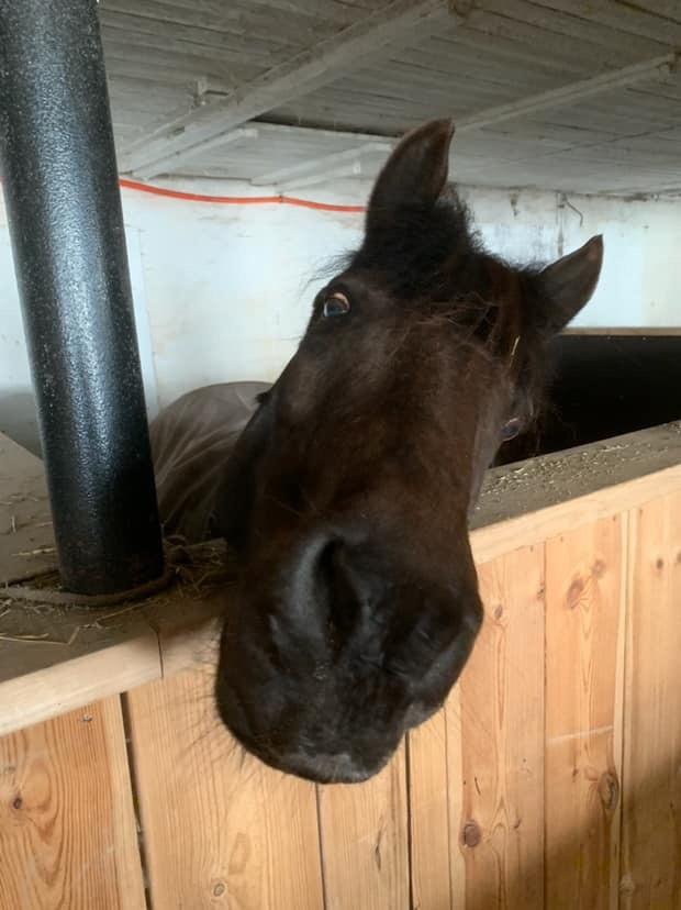 Anden særlig race Samson ( Rip 10 maj 2022 ) billede 7