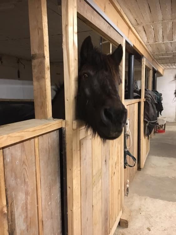 Anden særlig race Samson ( Rip 10 maj 2022 ) billede 10