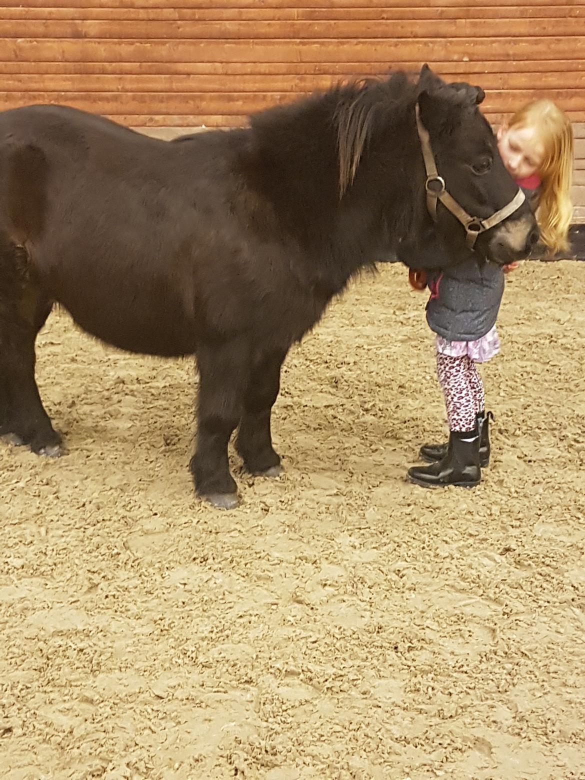 Shetlænder Skovlundens lea billede 17