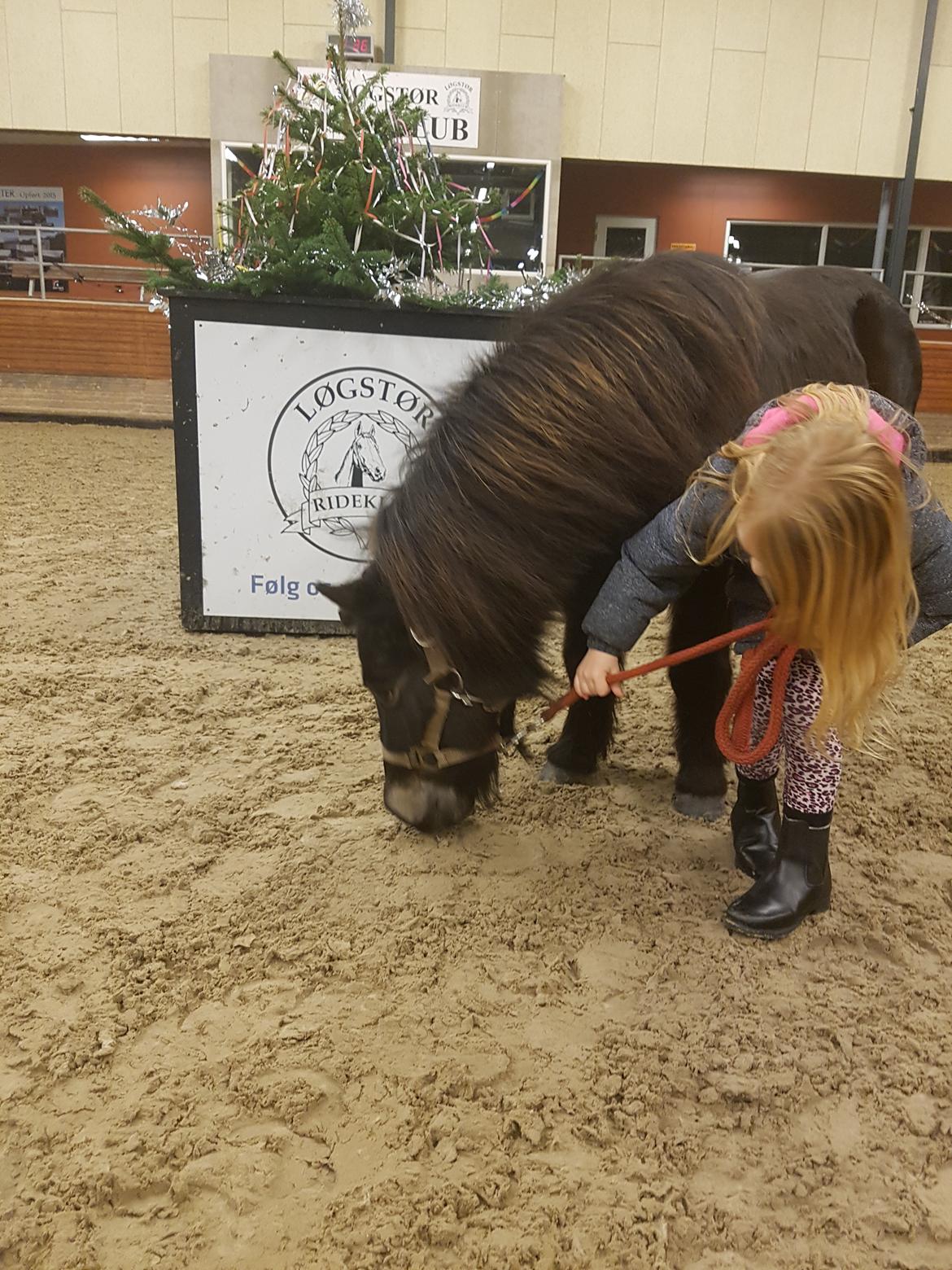 Shetlænder Skovlundens lea billede 7