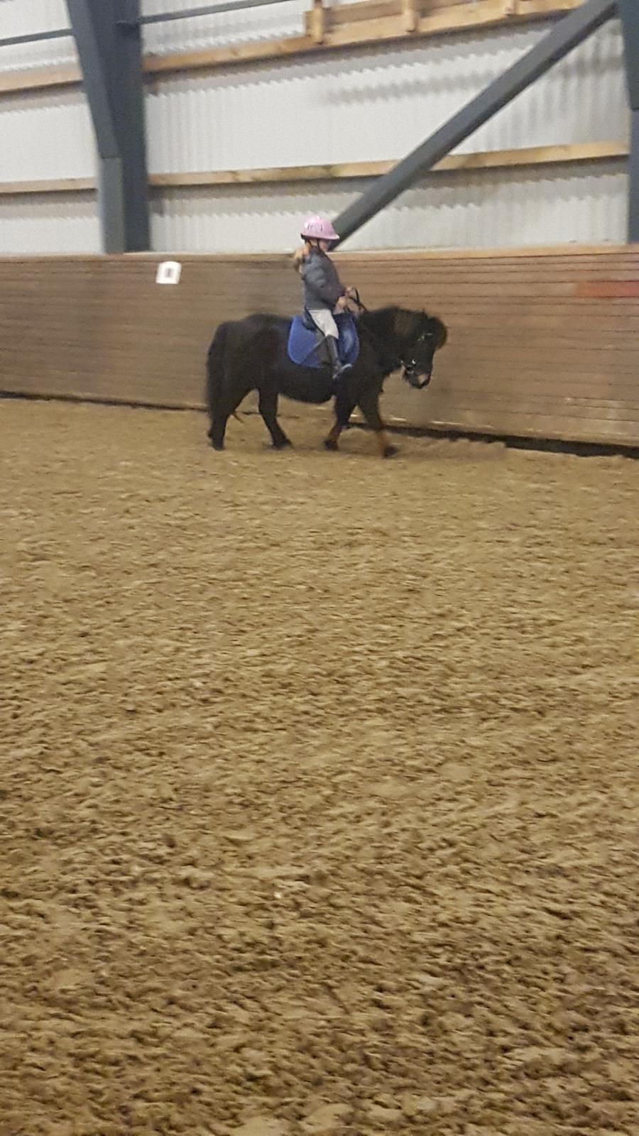 Shetlænder Skovlundens lea billede 5