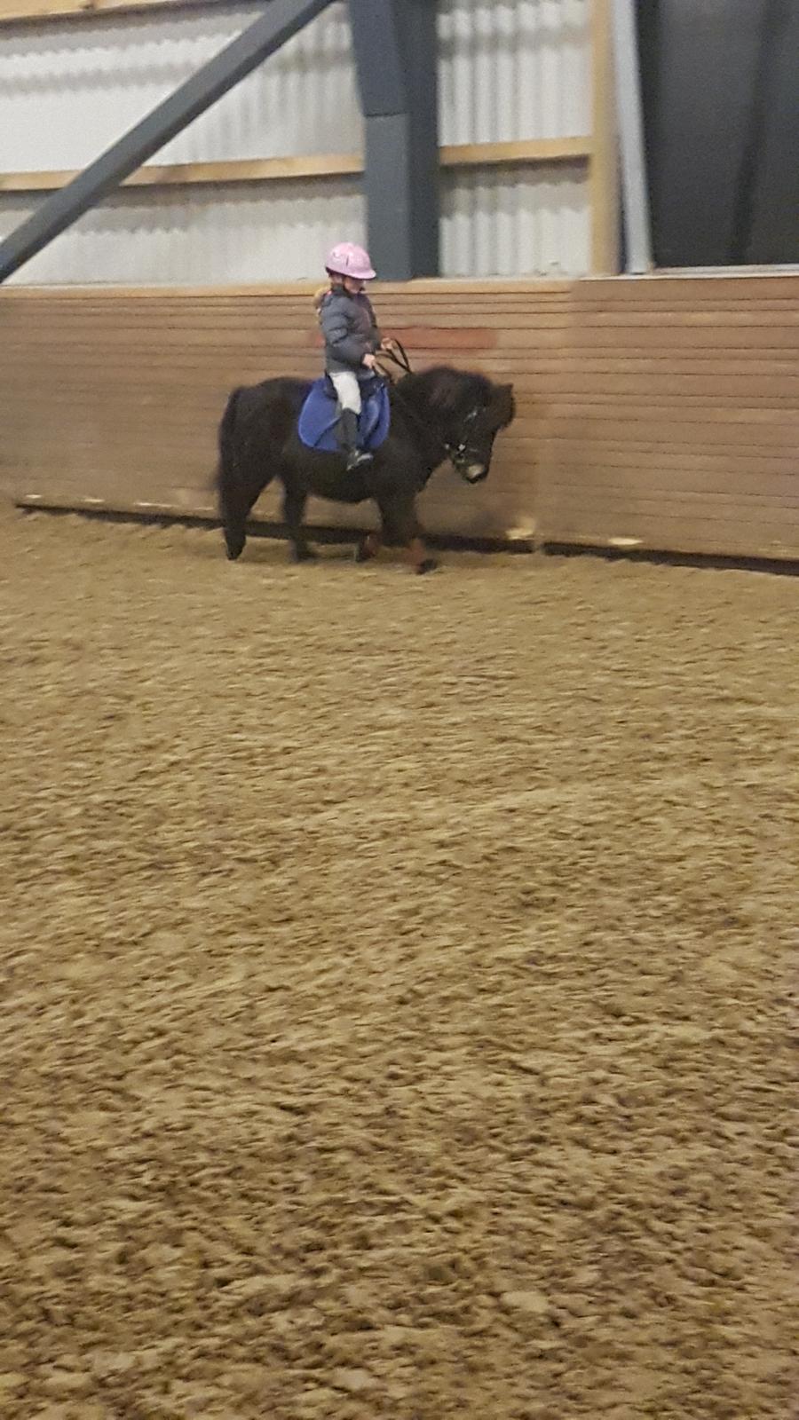 Shetlænder Skovlundens lea billede 4