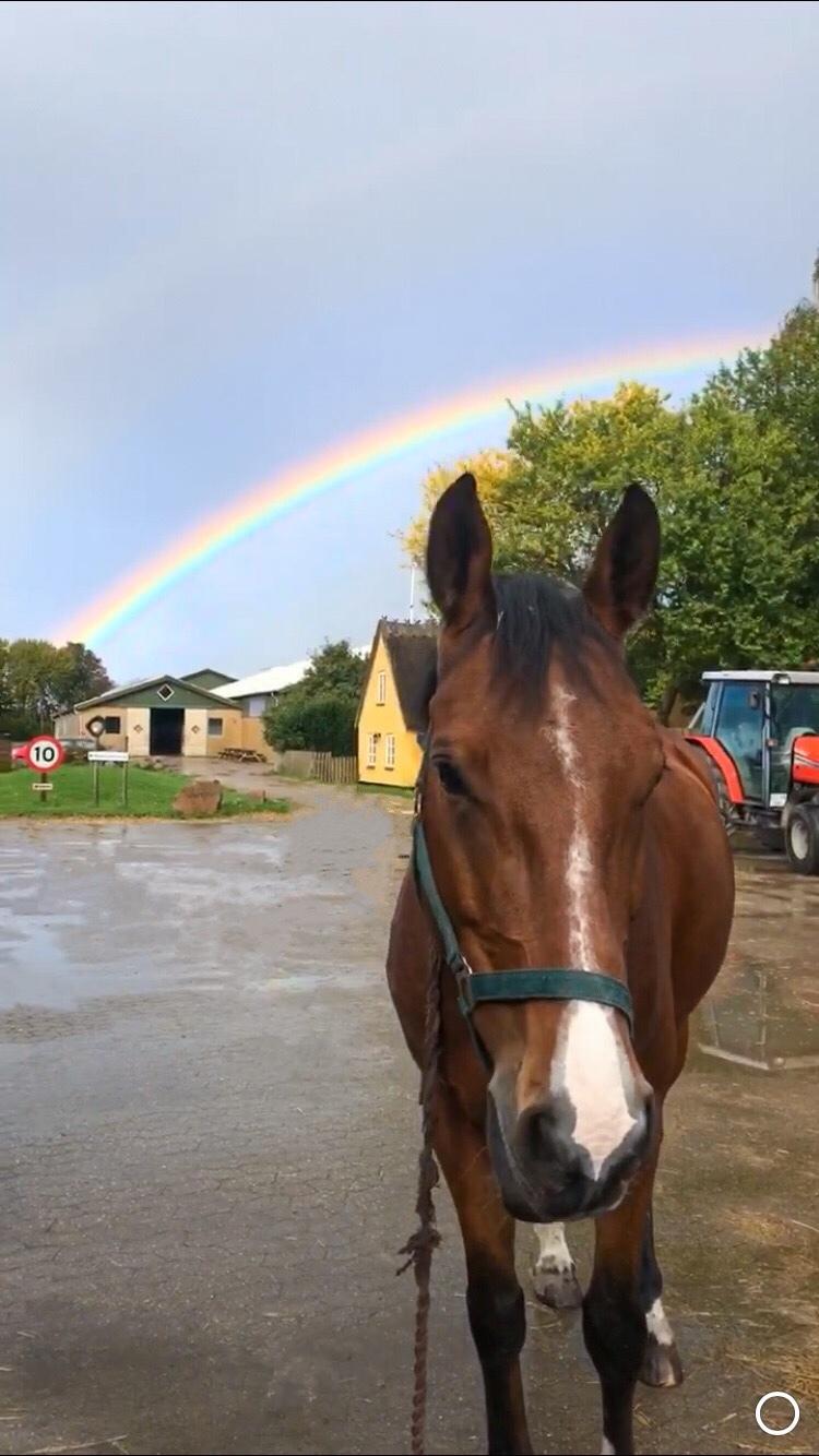 Dansk Varmblod Lertevangs castano billede 9