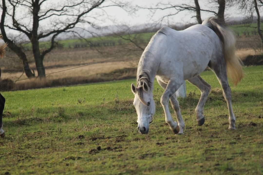 Arabisk fuldblod (OX) Sharifa Bint Jeska <3 *SOLGT* billede 18