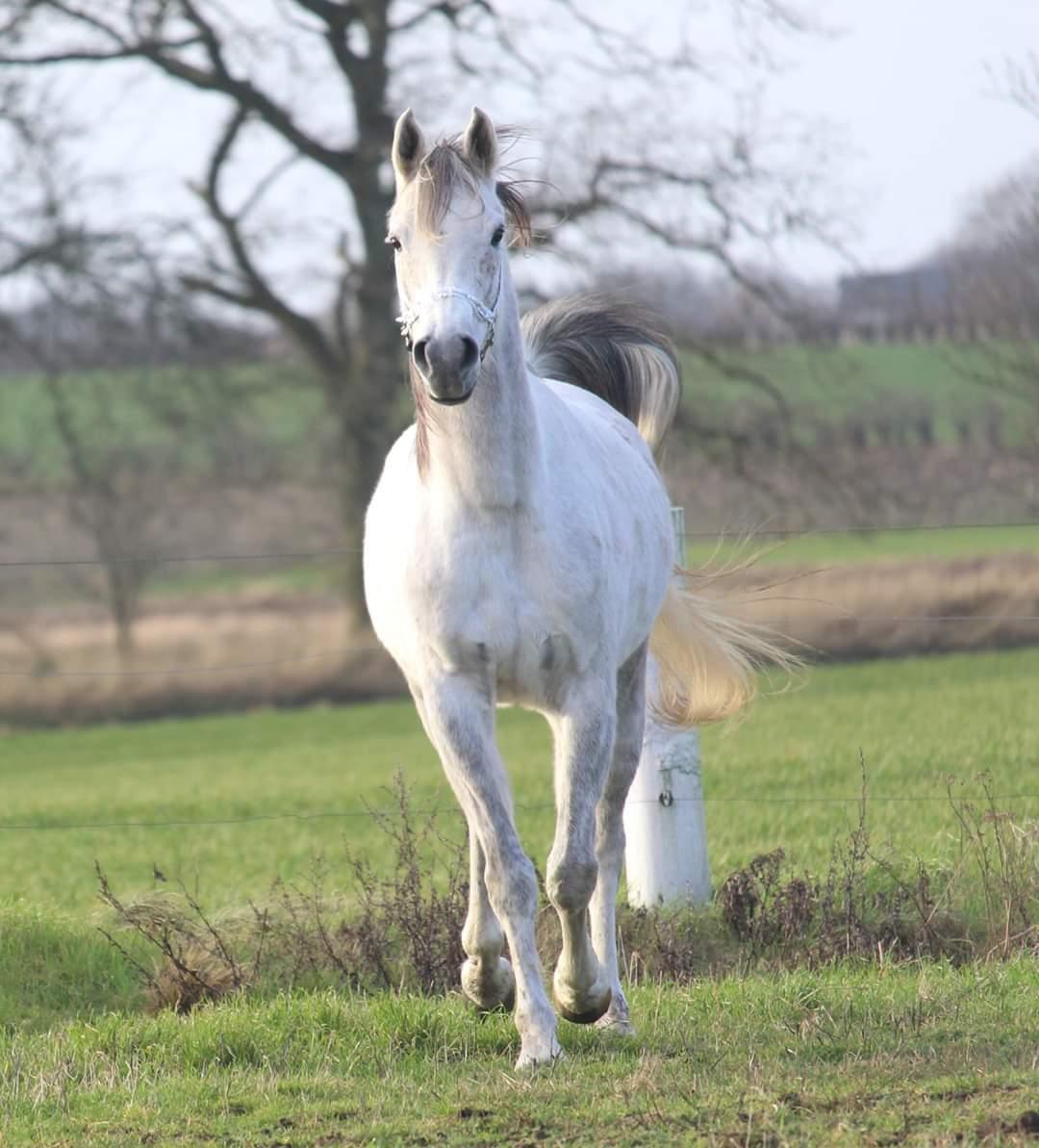 Arabisk fuldblod (OX) Sharifa Bint Jeska <3 *SOLGT* billede 13