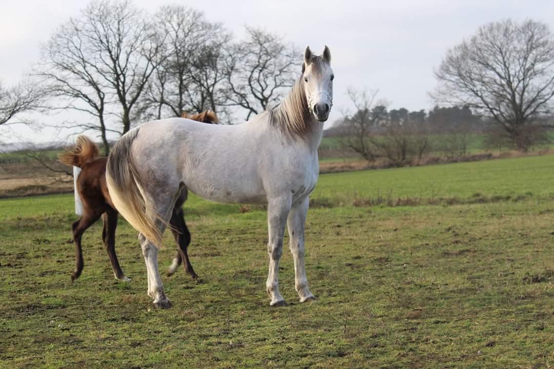 Arabisk fuldblod (OX) Sharifa Bint Jeska <3 *SOLGT* billede 14