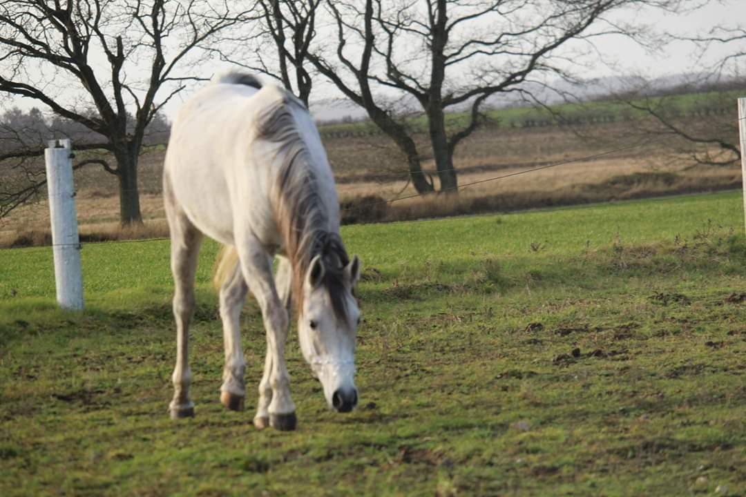 Arabisk fuldblod (OX) Sharifa Bint Jeska <3 *SOLGT* billede 16