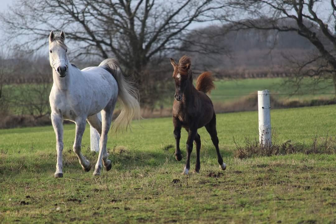 Arabisk fuldblod (OX) Sharifa Bint Jeska <3 *SOLGT* billede 17