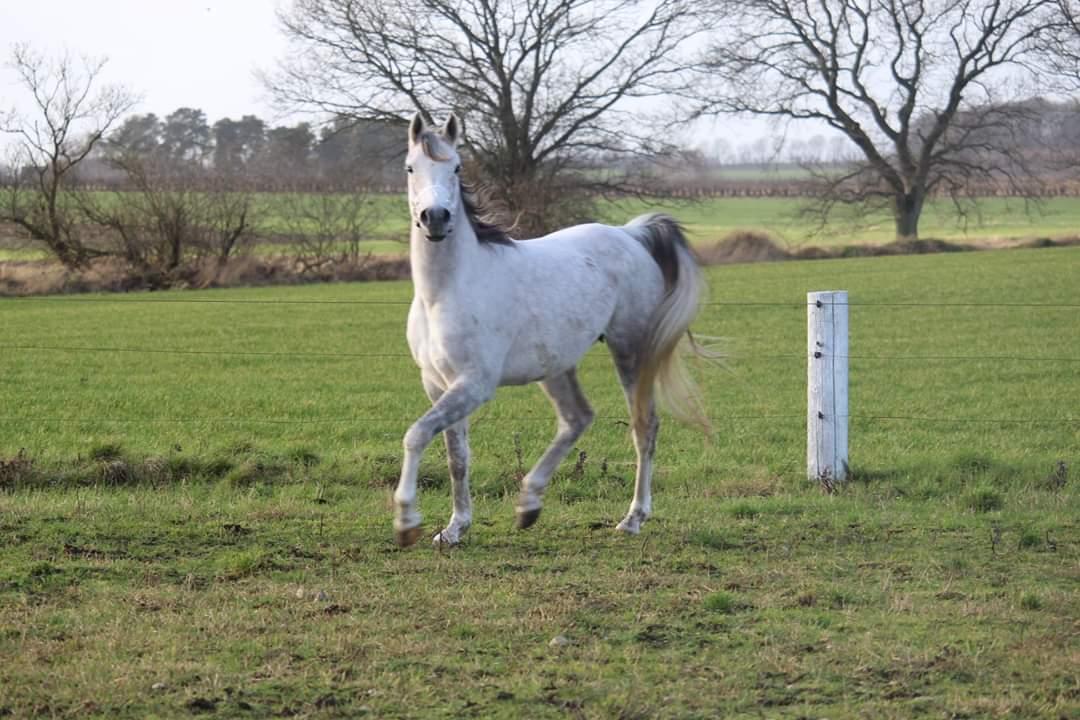 Arabisk fuldblod (OX) Sharifa Bint Jeska <3 *SOLGT* billede 12