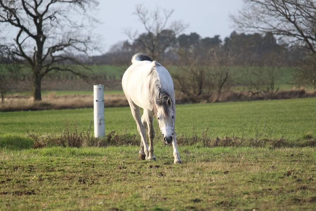 Arabisk fuldblod (OX) Sharifa Bint Jeska <3 *SOLGT* billede 15