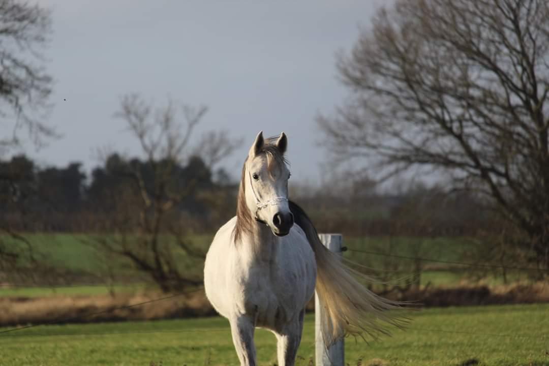 Arabisk fuldblod (OX) Sharifa Bint Jeska <3 *SOLGT* billede 19