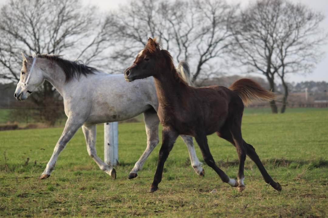 Arabisk fuldblod (OX) Shanzy bint sharifa ox *SOLGT* billede 17