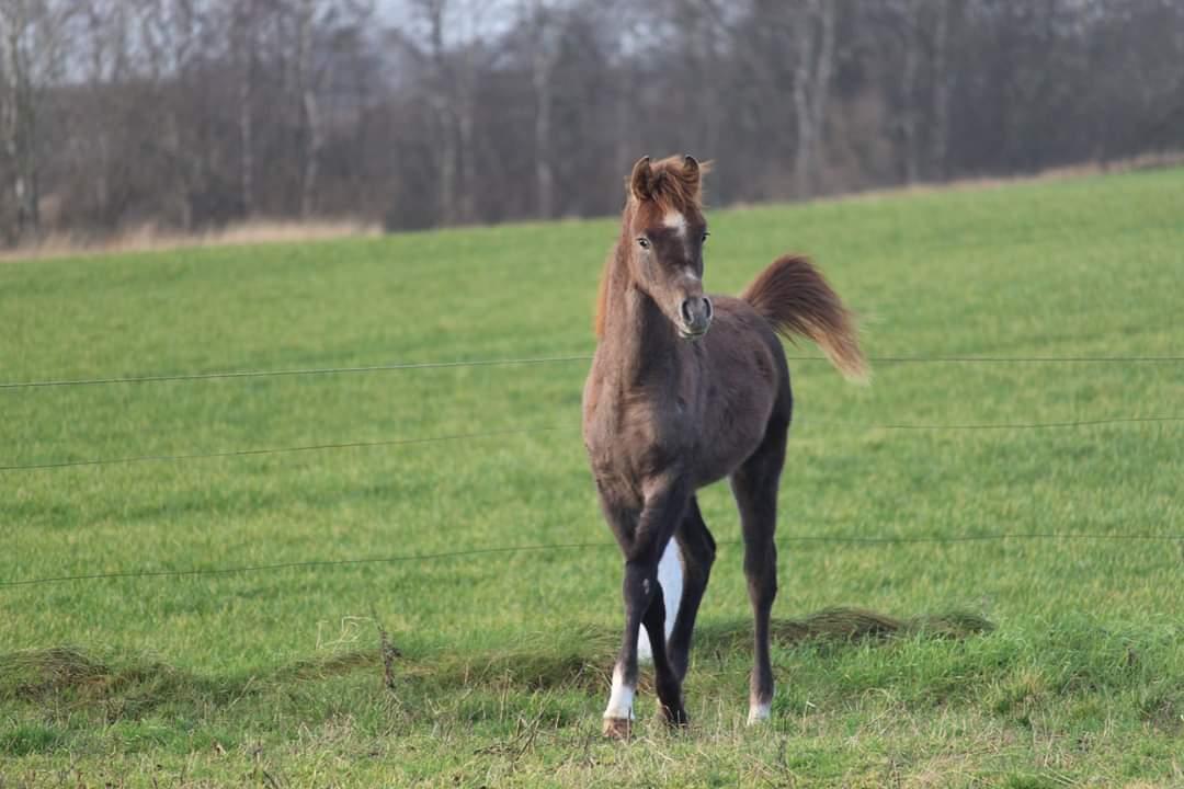 Arabisk fuldblod (OX) Shanzy bint sharifa ox *SOLGT* billede 16