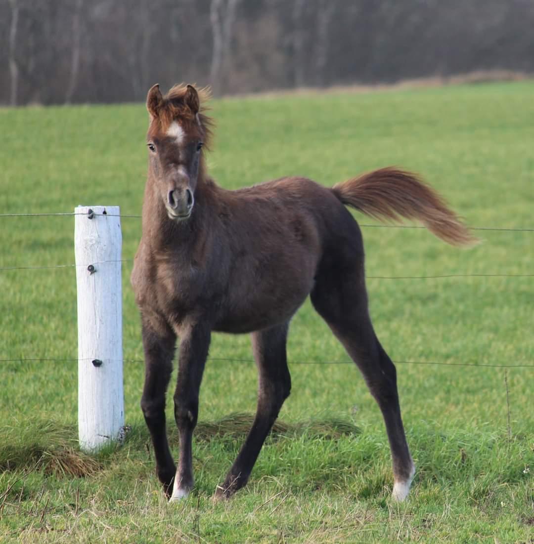 Arabisk fuldblod (OX) Shanzy bint sharifa ox *SOLGT* billede 15