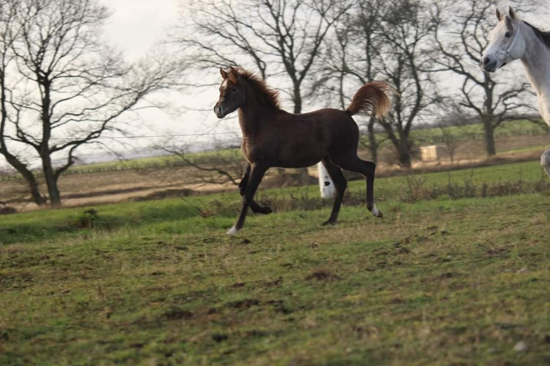 Arabisk fuldblod (OX) Shanzy bint sharifa ox *SOLGT* billede 14