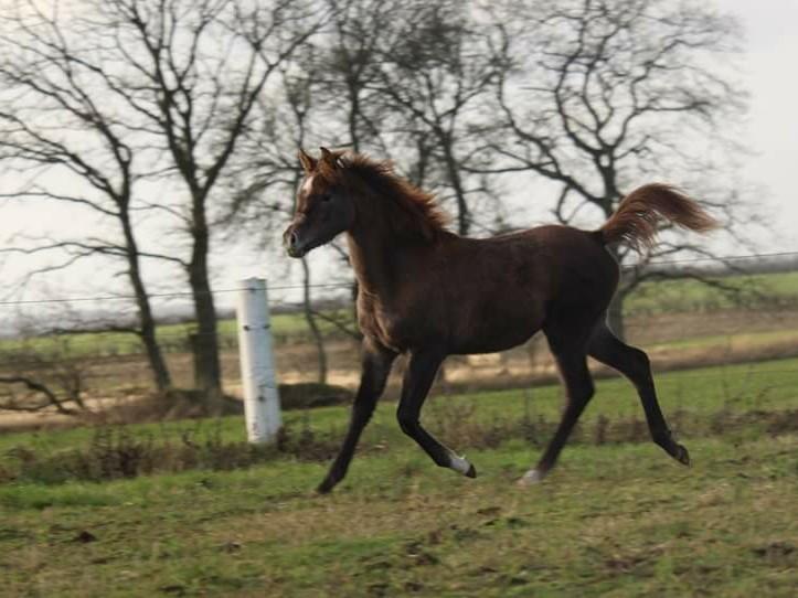 Arabisk fuldblod (OX) Shanzy bint sharifa ox *SOLGT* billede 13