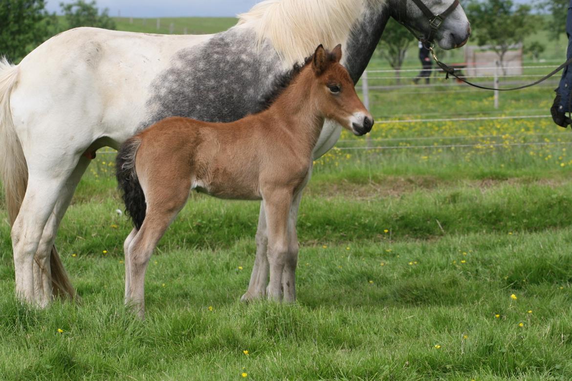 Islænder Útrás Frá Holtsmúla 1 billede 1