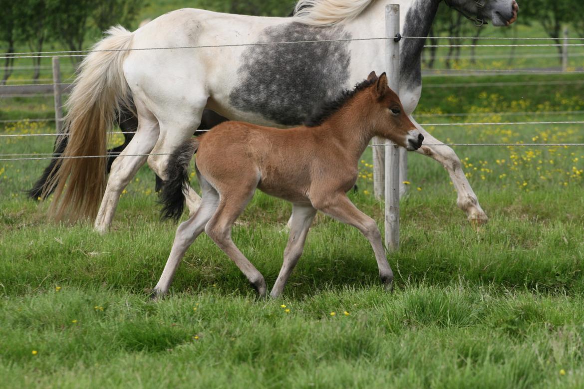 Islænder Útrás Frá Holtsmúla 1 billede 2