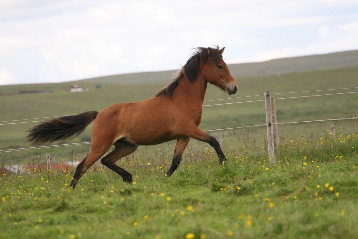 Islænder Útrás Frá Holtsmúla 1 billede 3