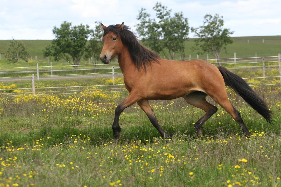 Islænder Útrás Frá Holtsmúla 1 billede 4