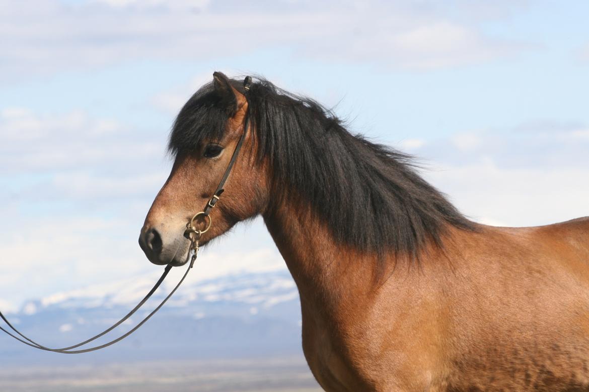 Islænder Útrás Frá Holtsmúla 1 billede 5