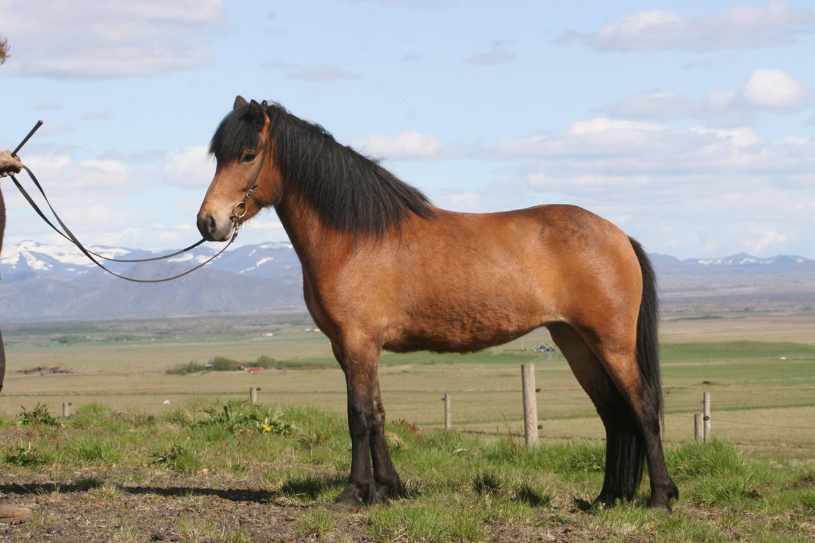 Islænder Útrás Frá Holtsmúla 1 billede 6