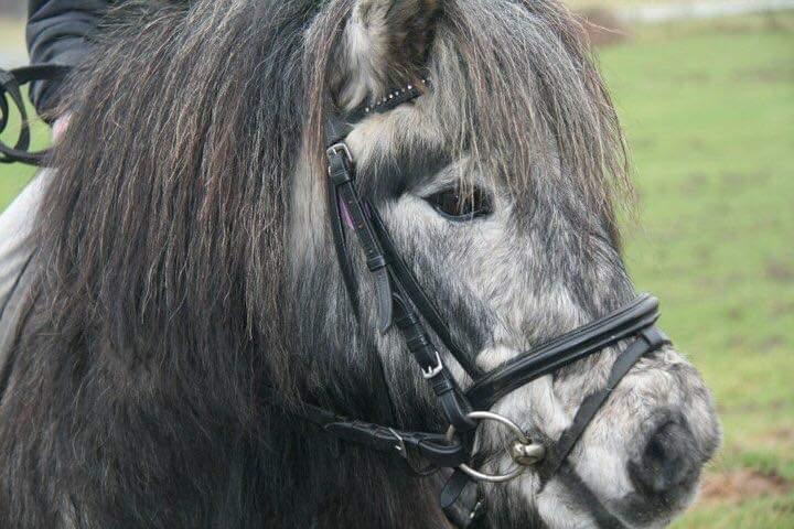 Shetlænder Silver billede 1