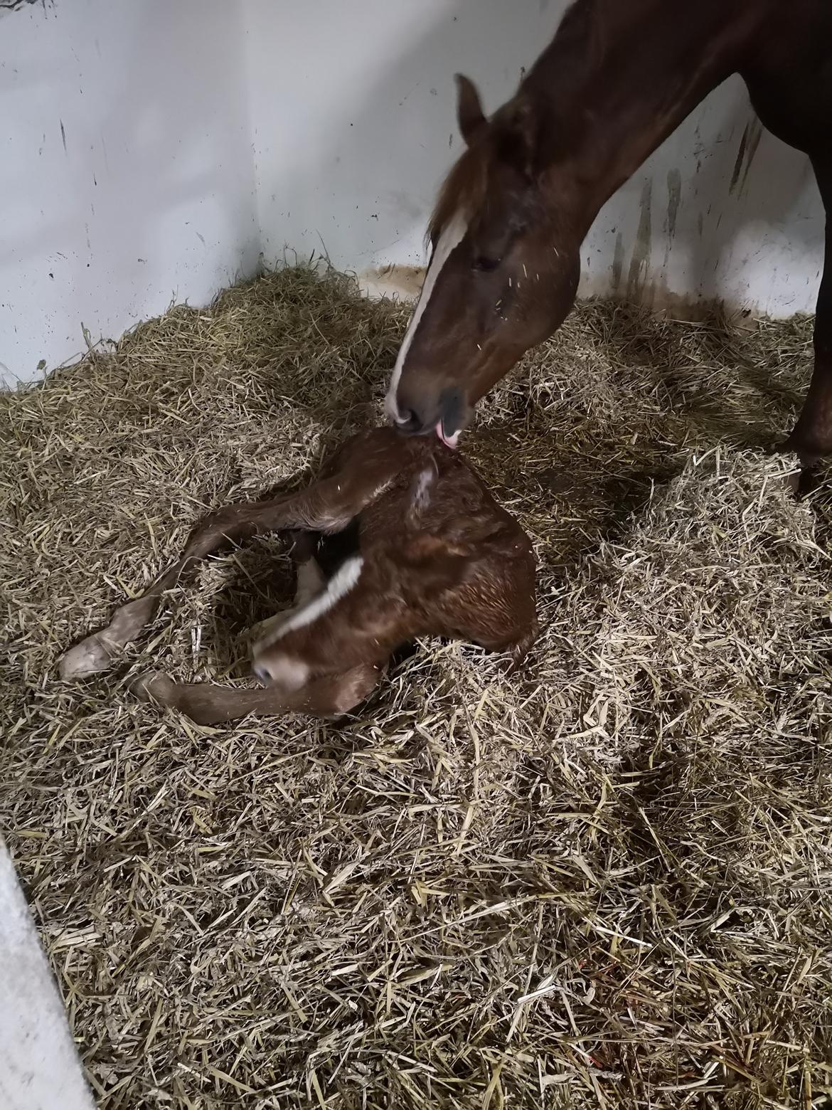 Frederiksborg Vestergårds Manox billede 2