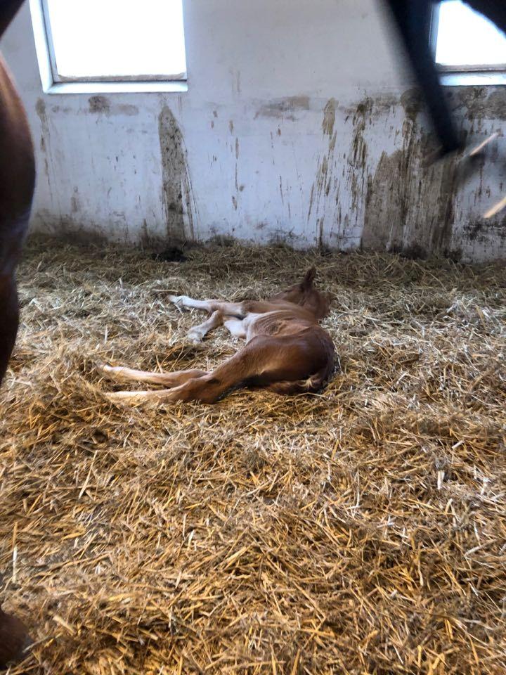 Frederiksborg Vestergårds Manox billede 3