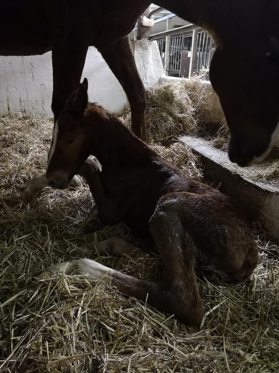 Frederiksborg Vestergårds Manox billede 14
