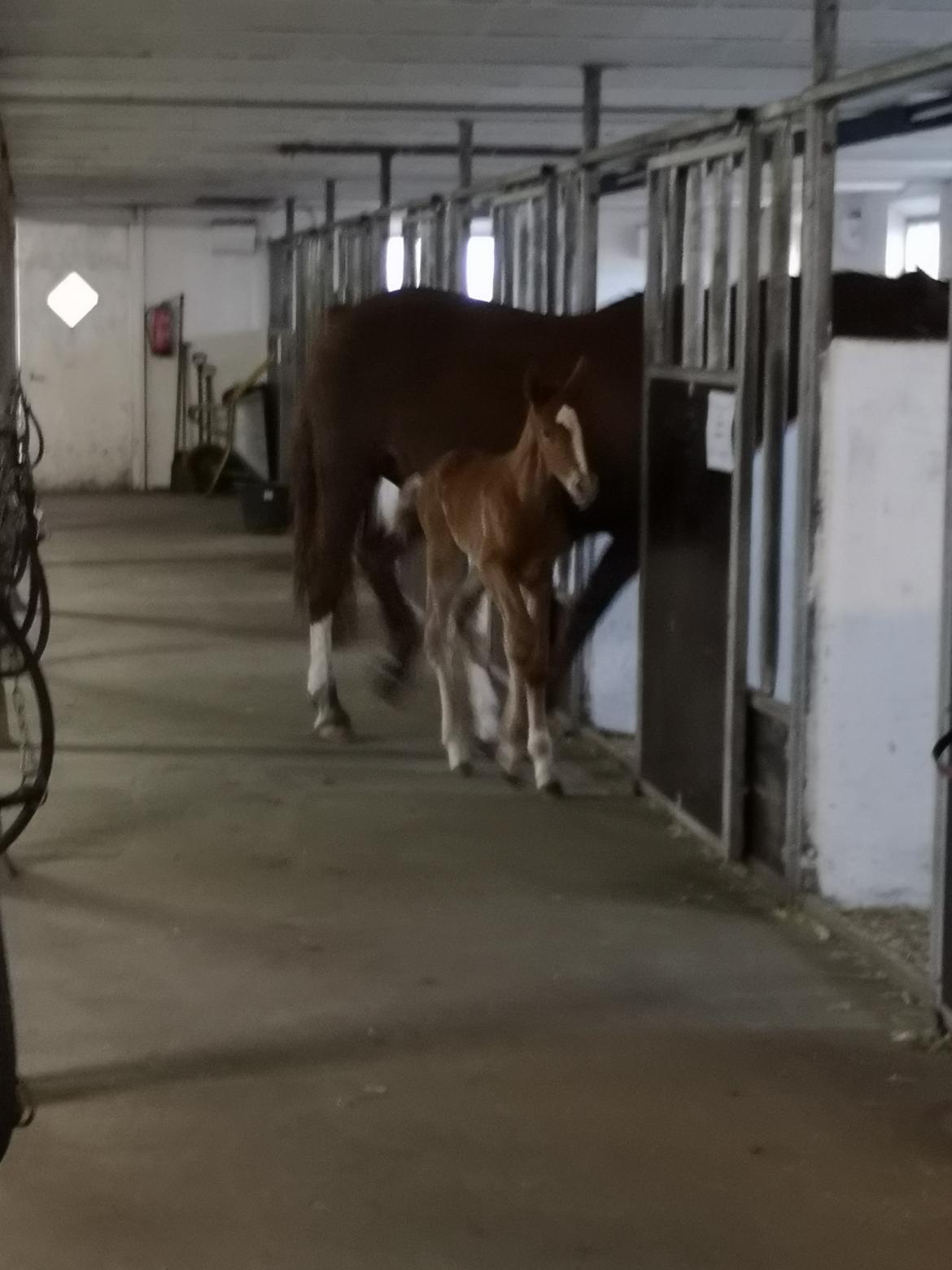 Frederiksborg Vestergårds Manox billede 17