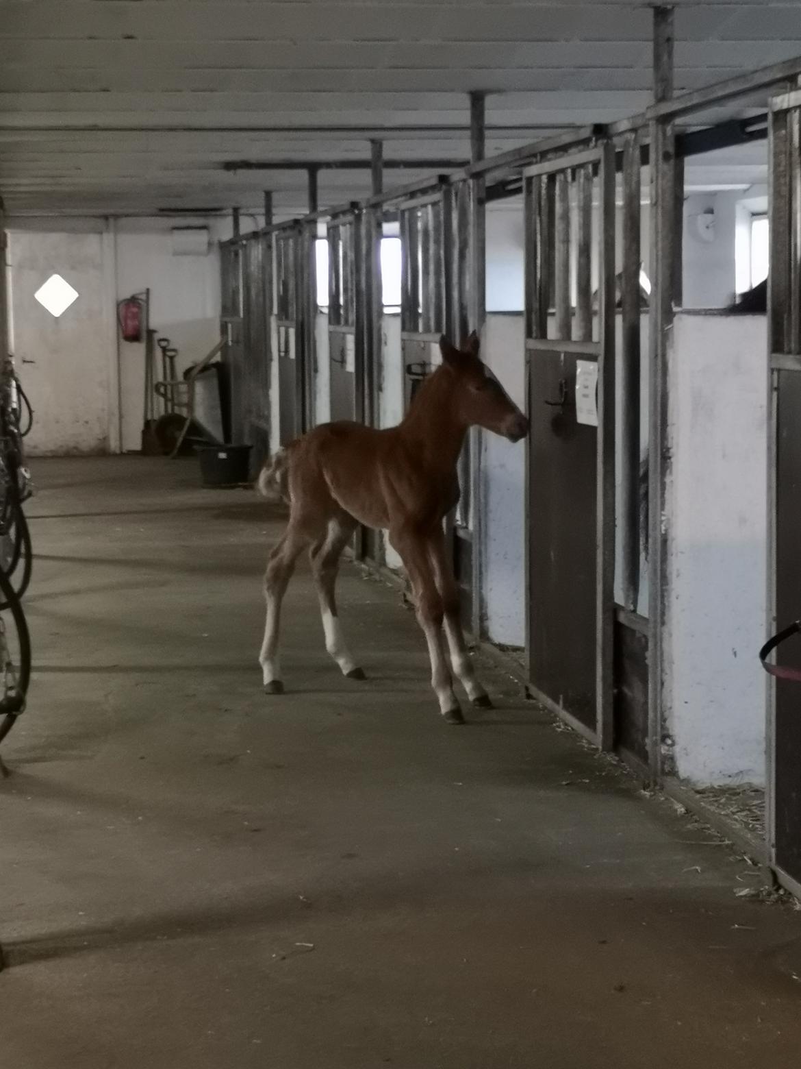 Frederiksborg Vestergårds Manox billede 18