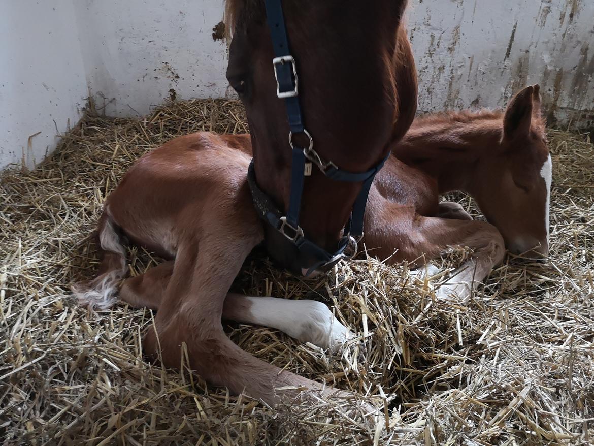 Frederiksborg Vestergårds Manox billede 19