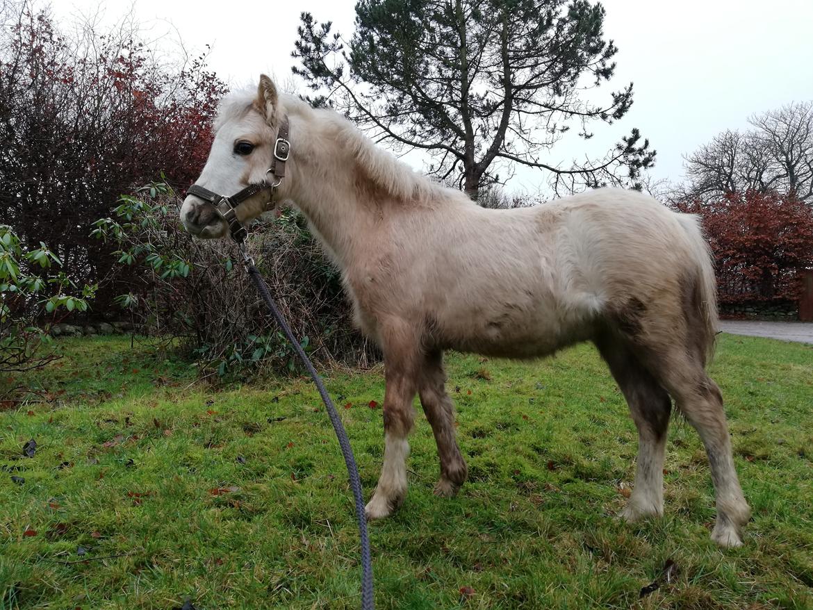 Welsh Mountain (sec A) noerrelide's Santos  billede 5