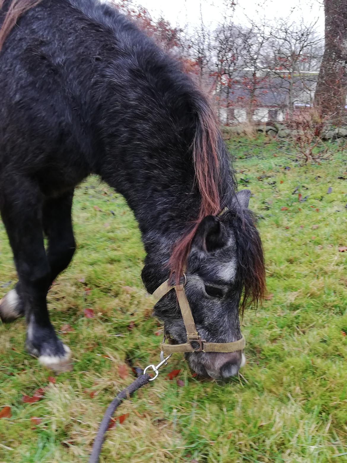 Welsh Mountain (sec A) Harvest paper clips billede 17