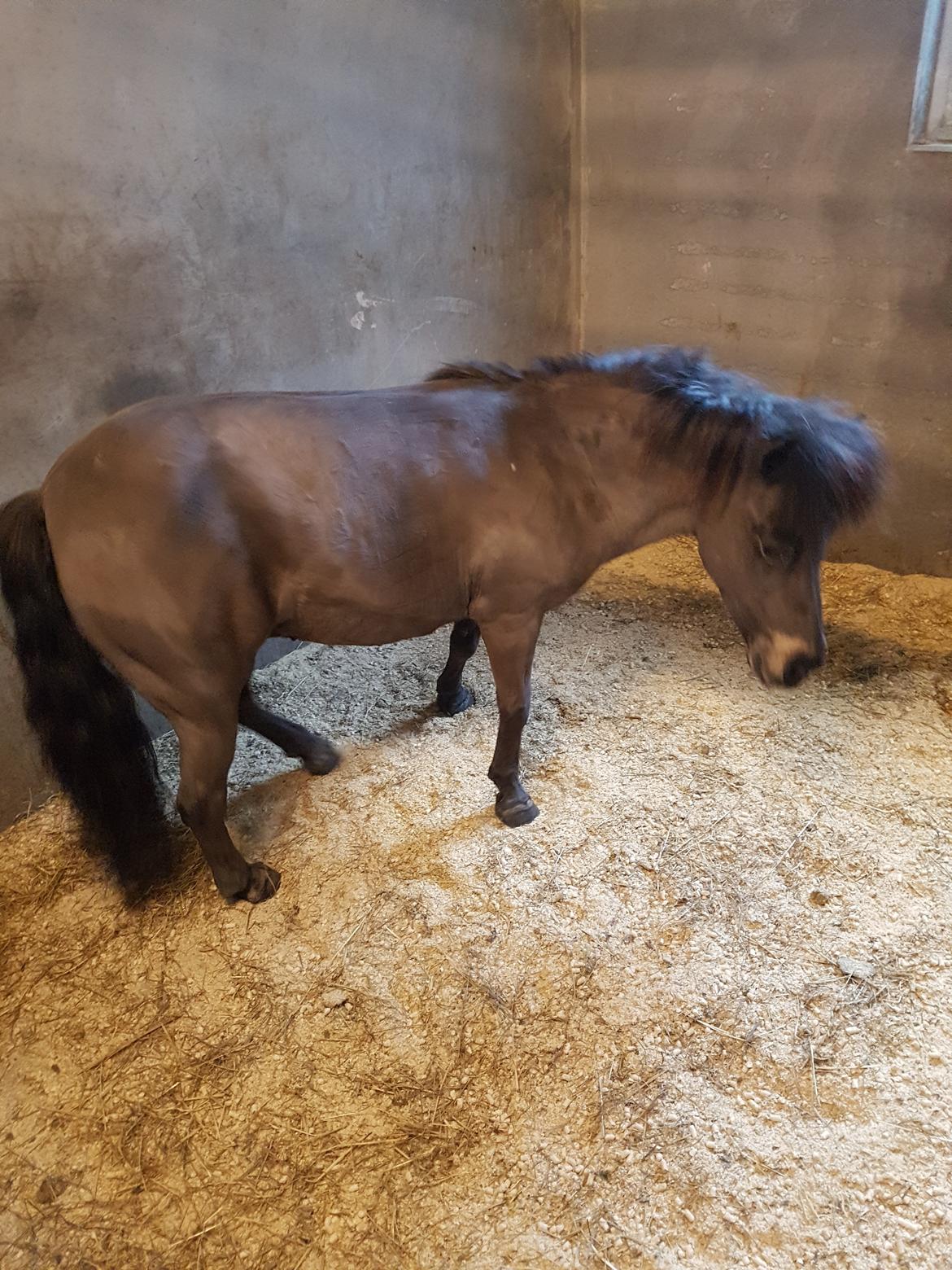 Shetlænder Skovlundens lea billede 18